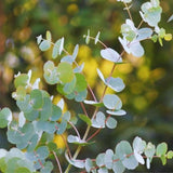 Eucalyptus Tree Plant Live Indoor, Baby Blue Eucalyptus Live Plant Without Pot, 5 to 7 Inches Tall Size Plants