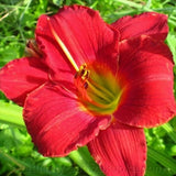 Pack 10 Daylily Bulbs for Planting Spring, Fast Blooming Hardy Perennial Lily Bare Roots for Outdoor Growing (Red Day Lily)