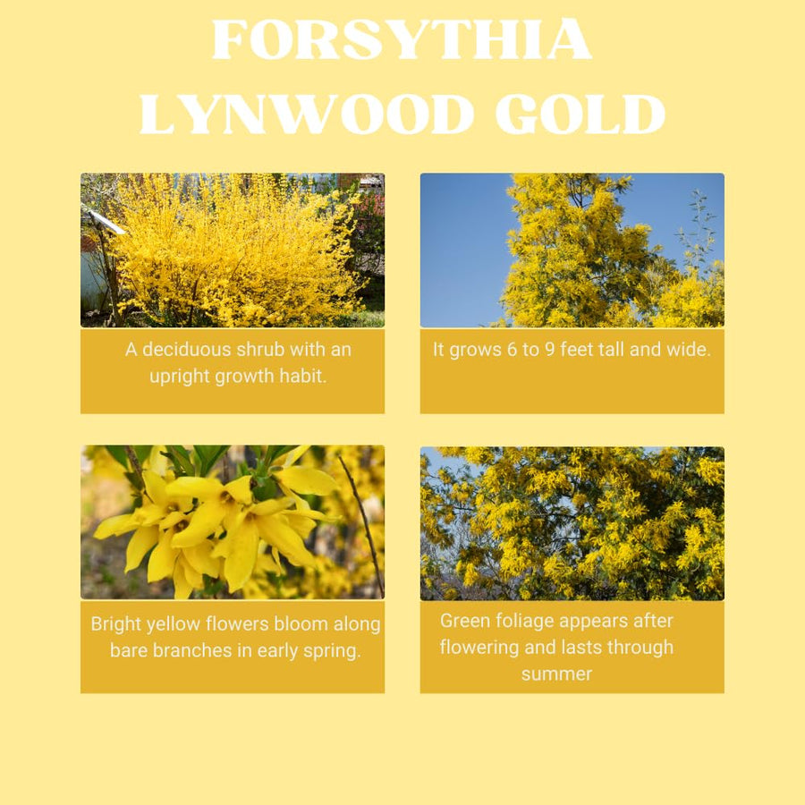Forsythia Lynwood Gold Tree Live Plant, Forsythia Bush Live Plant, 8-10 Inches Tall in Quart Pot for Outdoor Planting, Dormant in Winter