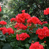 4 Geranium Plants Live, Live Geranium Plant, Red Geranium Flower Plants Outdoor, 4 to 6 Inches Tall, Geranium Plant Indoor