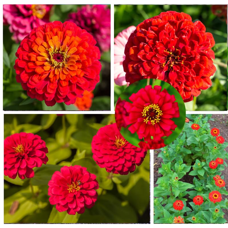 2 Red Zinnia Plants Live, Zinnia Live Plants for Planting, Flower Plant, 4 Inches Pot