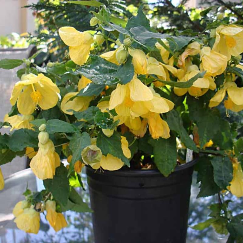 Yellow Abutilon Live Plant, Abutilon Flowering Vine, Trailing Lantern Flower Well Rooted 5-7 Inch Tall