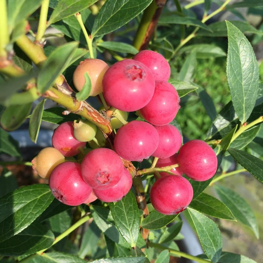 Pink Lemonade Blueberry Bushes Live Plant 4'' Potted, Fully Rooted, Sweet, High Yielding Blueberry Plants for Growing Outdoor