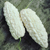 White Bittermelon Plant Live 6-8 Inches Tall in 4" Pot, Live Bittermelon Plants for Growing Outdoor Garden