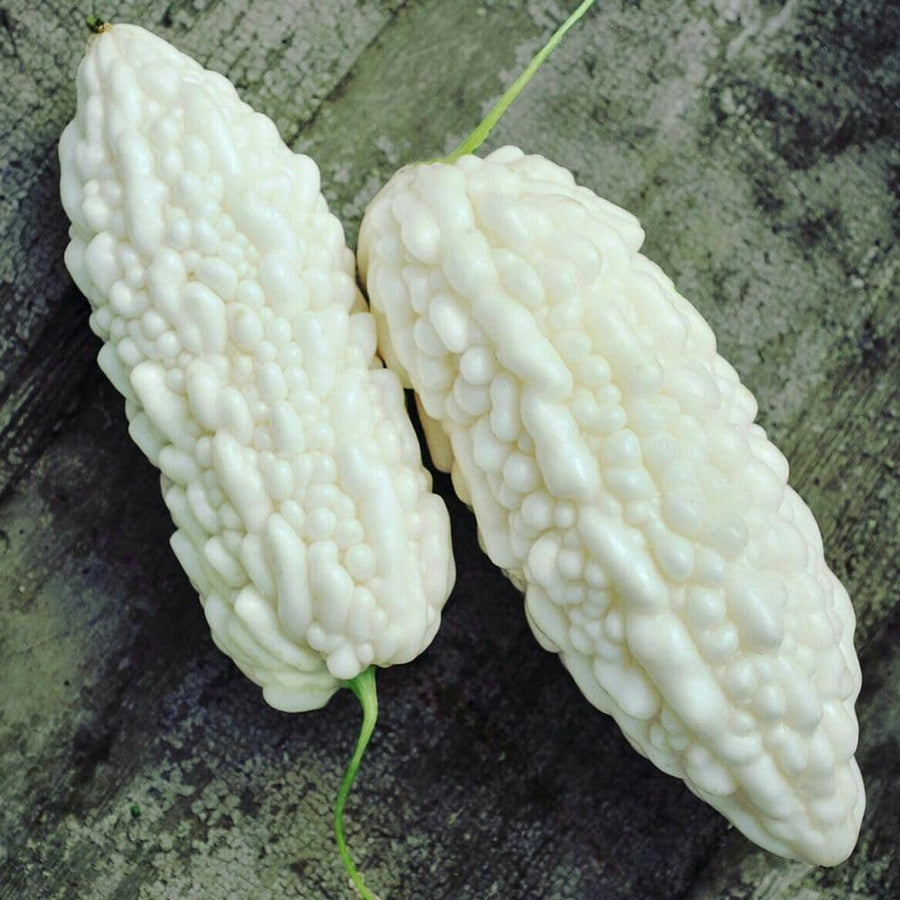 White Bittermelon Plant Live 6-8 Inches Tall in 4" Pot, Live Bittermelon Plants for Growing Outdoor Garden