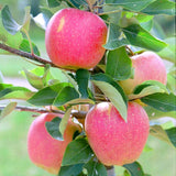 Pink Apple Tree Live Plant, Sweet Apple Plant Live for Planting, 2-3 Feet Height, Bareroot, Live Apple Tree Plant, Sweet Apple Fruit Tree