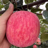 Pink Apple Tree Live Plant, 2-3 Feet, Sweet Fruit Apple Plant Live for Home Garden