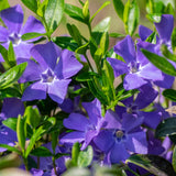 25 Vinca Minor Live Plants 6-8 Inch Tall - Periwinkle Ground Cover Plants, Vinca Plants for Outdoor Garden and Landscape