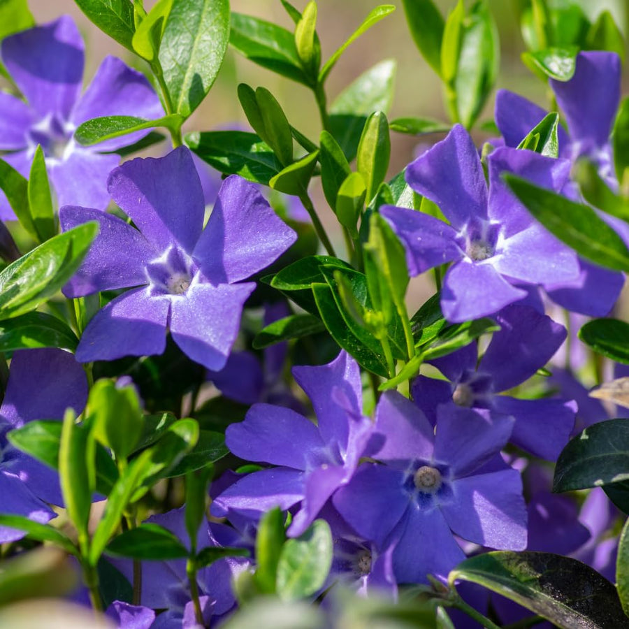25 Vinca Minor Live Plants 6-8 Inch Tall - Periwinkle Ground Cover Plants, Vinca Plants for Outdoor Garden and Landscape