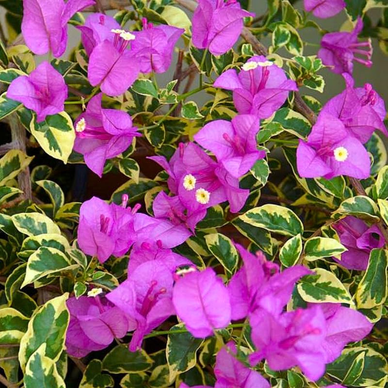 2 Trailing Bougainvillea Plants Live, Hardy Flowering Bougainvillea Plants for Hanging Basket, Container Growing, 4-8 Inches Tall (Blueberry Ice)