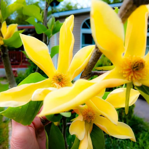 Yellow Magnolia Tree Live Plant in 2.5 Inches Pot, Dormant in Winter, 6-12 Inches in Tall, Ornamental Spring Flowering Tree, Outdoor