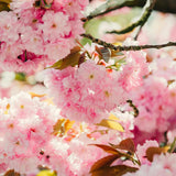 Pink Flowering Almond Shrubs Live Plant in Quart Pot, Vibrant Pink Flower Plant for Gardens, Patios, Landscapes, Cold Hardy and Well-Rooted, Dormant in Winter