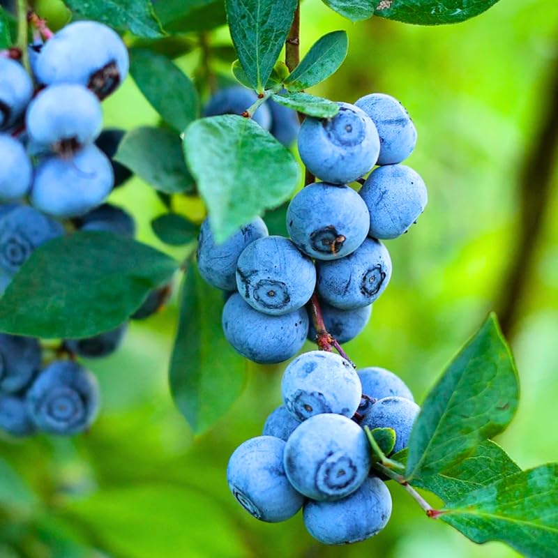1 Blueberry Plant Live, Blueberry Bushes Live Plant, 1 Year Old, Blueberry Tree Live Plant, Blueberry Fruits (Sunshine Blueberry)