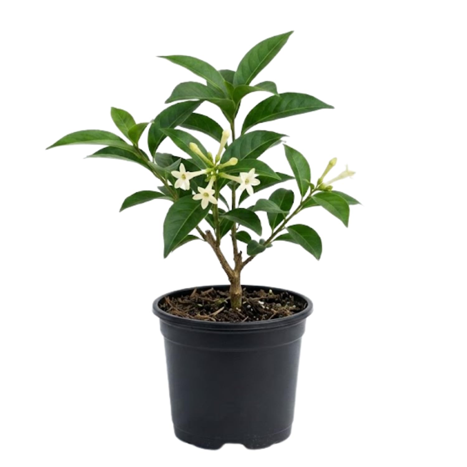 Jasmine Plant, Live Fragrant Jasmine Flower Plants 4'' Pot, Jasmines Well Rooted for Indoor Outdoor Garden (Night Jasmine Flower)