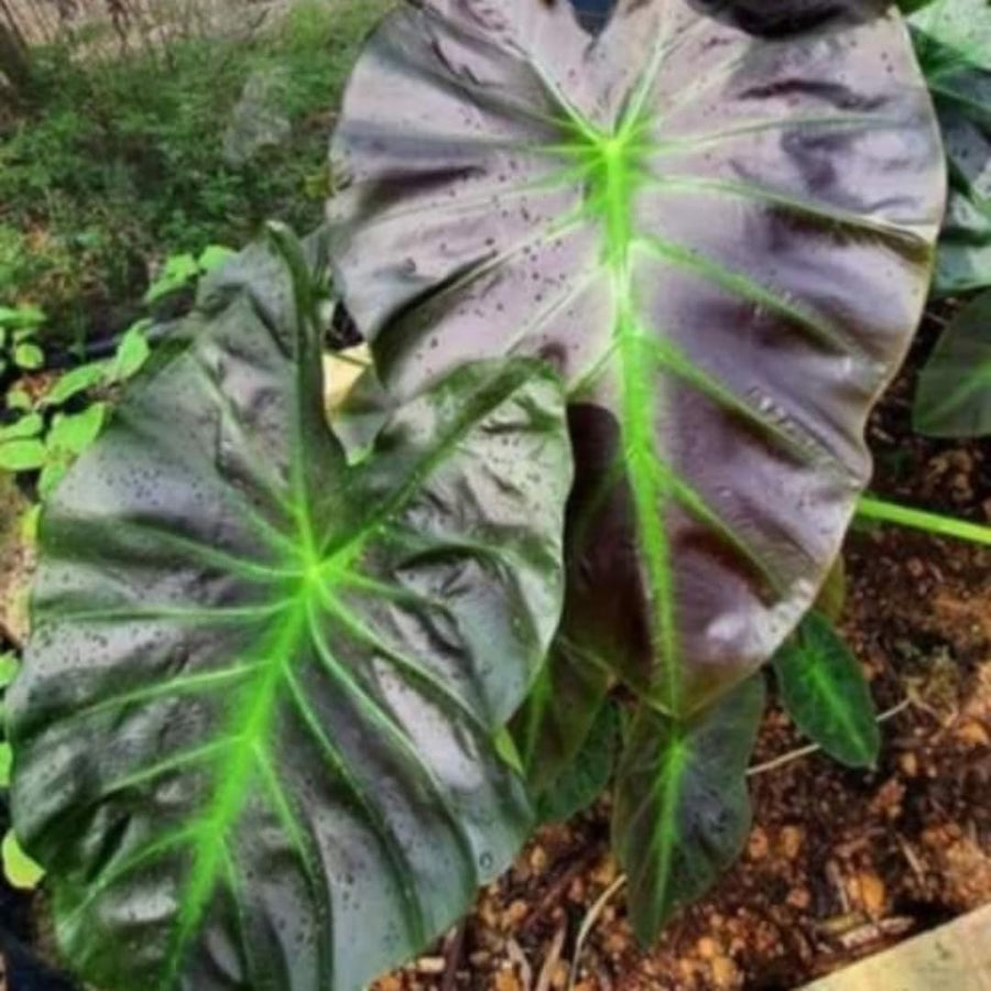 3 Colocasia Plants Live, Elephant Ear Caladium Esculenta Plants, 5 to 8 Inc Tall (Dark Dreen to Black Leaves)