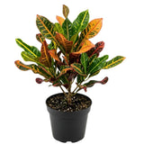 Curly Croton Live Plant in 4 Inch Pot - 5 to 8 Inch Tall Colorful Tropical Houseplant, Perennial Croton Plants - Indoor Decorative Foliage Plant