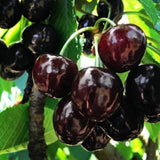 2 Black Cherry Plants Live 1-2 Feet Tall, Sweet Cherry Trees Live Plant, Cherry Live Plant Fruit Tree, Cherry Tree Plant