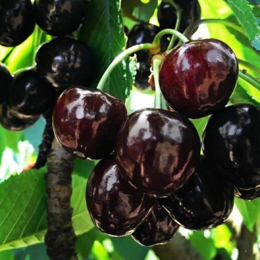 2 Black Cherry Plants Live 1-2 Feet Tall, Sweet Cherry Trees Live Plant, Cherry Live Plant Fruit Tree, Cherry Tree Plant