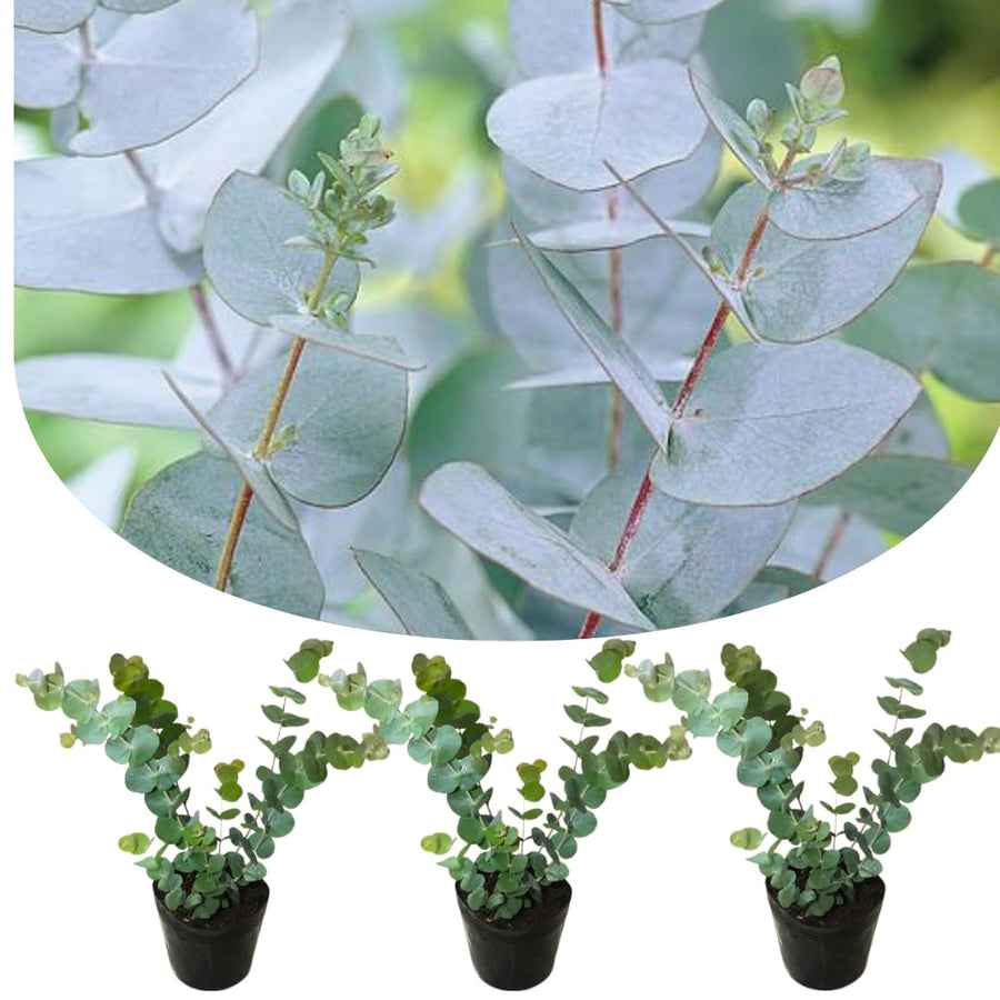 Baby Blue Eucalyptus Plant Live Indoor Outdoor- 5 to 9 Inc Tall No Pot, Fragrant Leaf, Hardy in Winter
