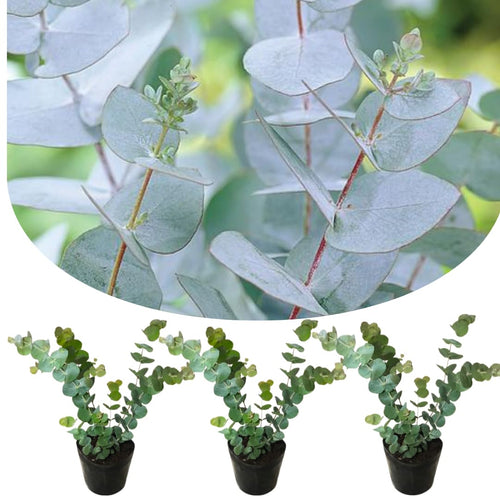 Baby Blue Eucalyptus Plant Live Indoor Outdoor- 5 to 9 Inc Tall No Pot, Fragrant Leaf, Hardy in Winter