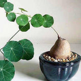 Stephania Cephalantha Bulb, Stephania Cephalantha Plant Rare Caudex, Succulent Plants, 3-3.5 Inches for Indoor Houseplant