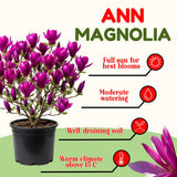 Ann Magnolia Tree Live Plant in 2.5 Inches Pot, Dormant in Winter, 6-12 Inches in Tall, Ornamental Spring Flowering Tree, Outdoor