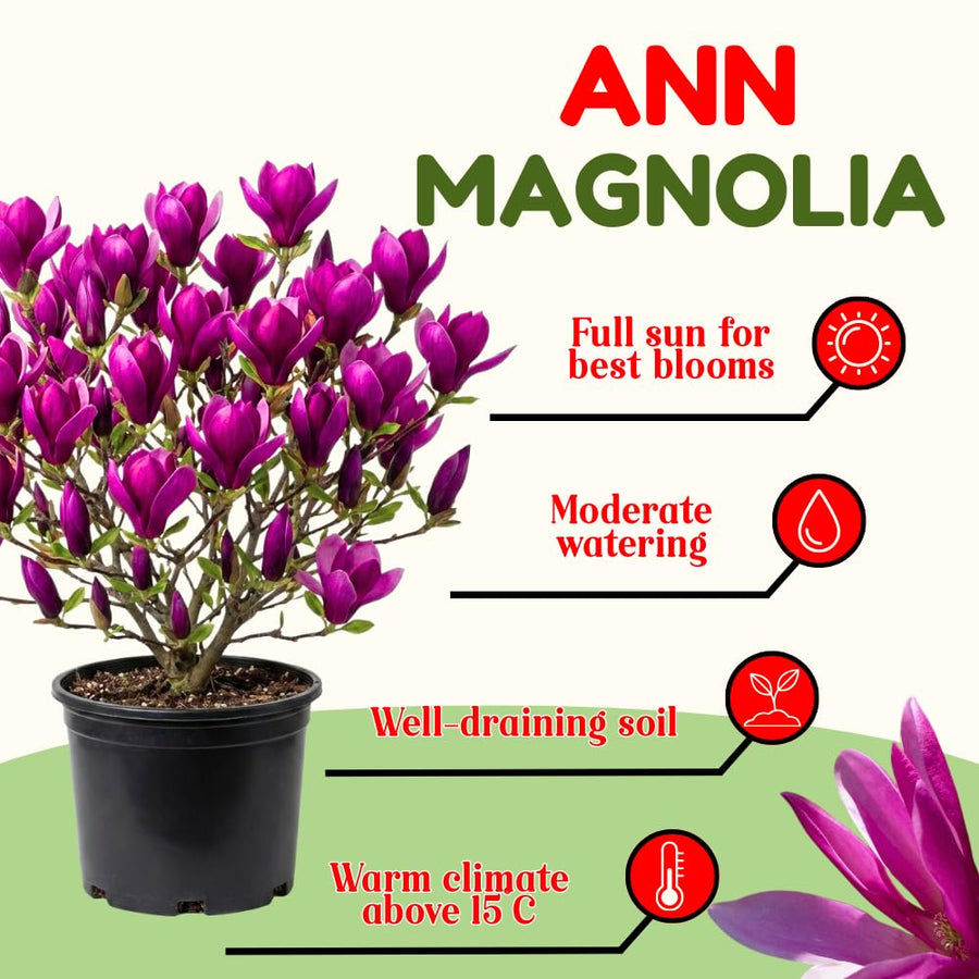 Ann Magnolia Tree Live Plant in 2.5 Inches Pot, Dormant in Winter, 6-12 Inches in Tall, Ornamental Spring Flowering Tree, Outdoor