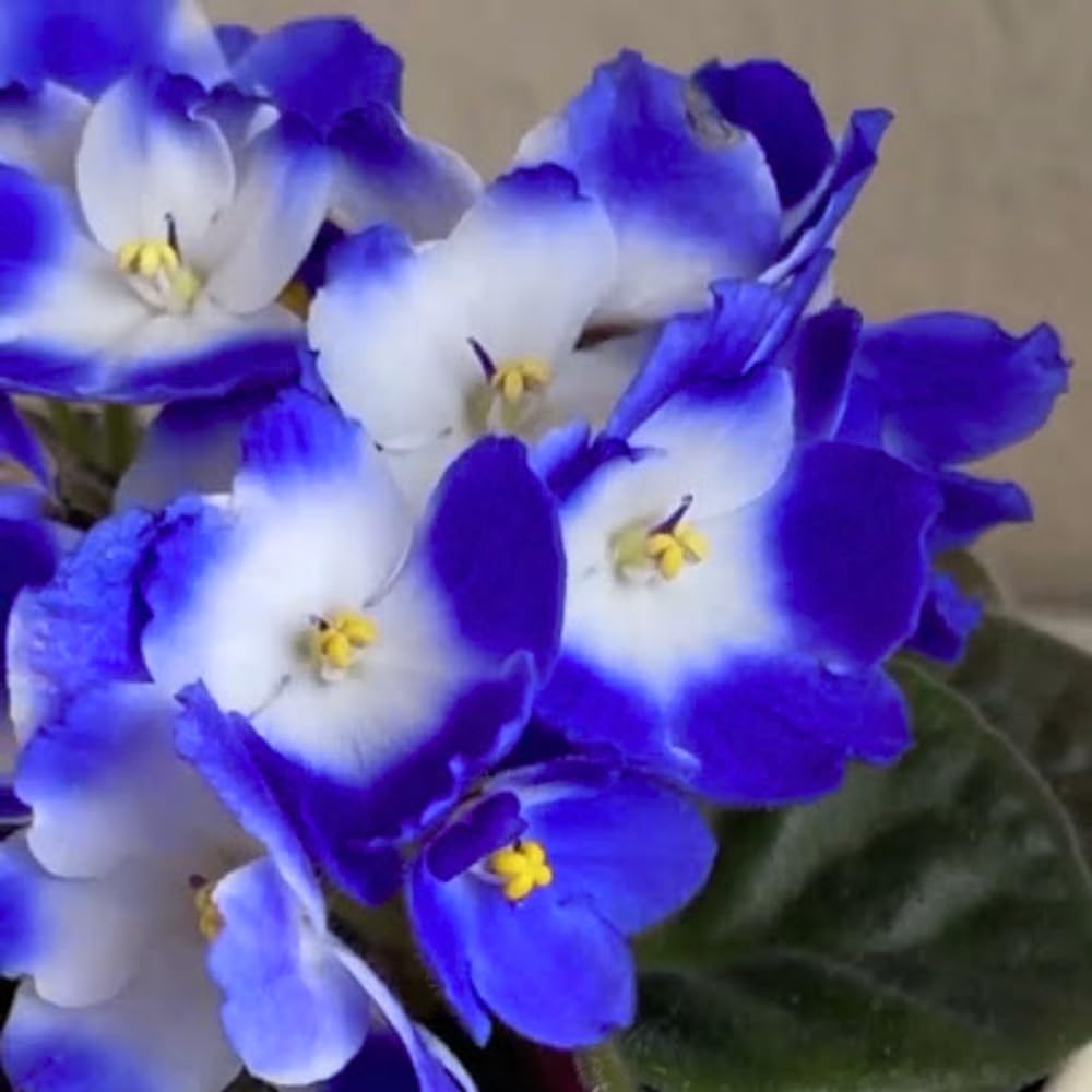 Colorful African Violets Live Plant in 4" Pot, Starter African Violet Flower for Indoor Outdoor Home Décor