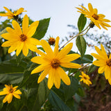 16oz Jerusalem Artichoke Bulbs for Planting, Hardy Perennial Sunchoke Tubers, Home Garden Growing