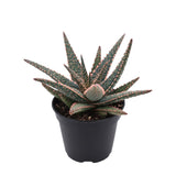 Live Aloe Purple Plant, 4 Inc Pot, Well-Rooted Succulent, Indoor Houseplant