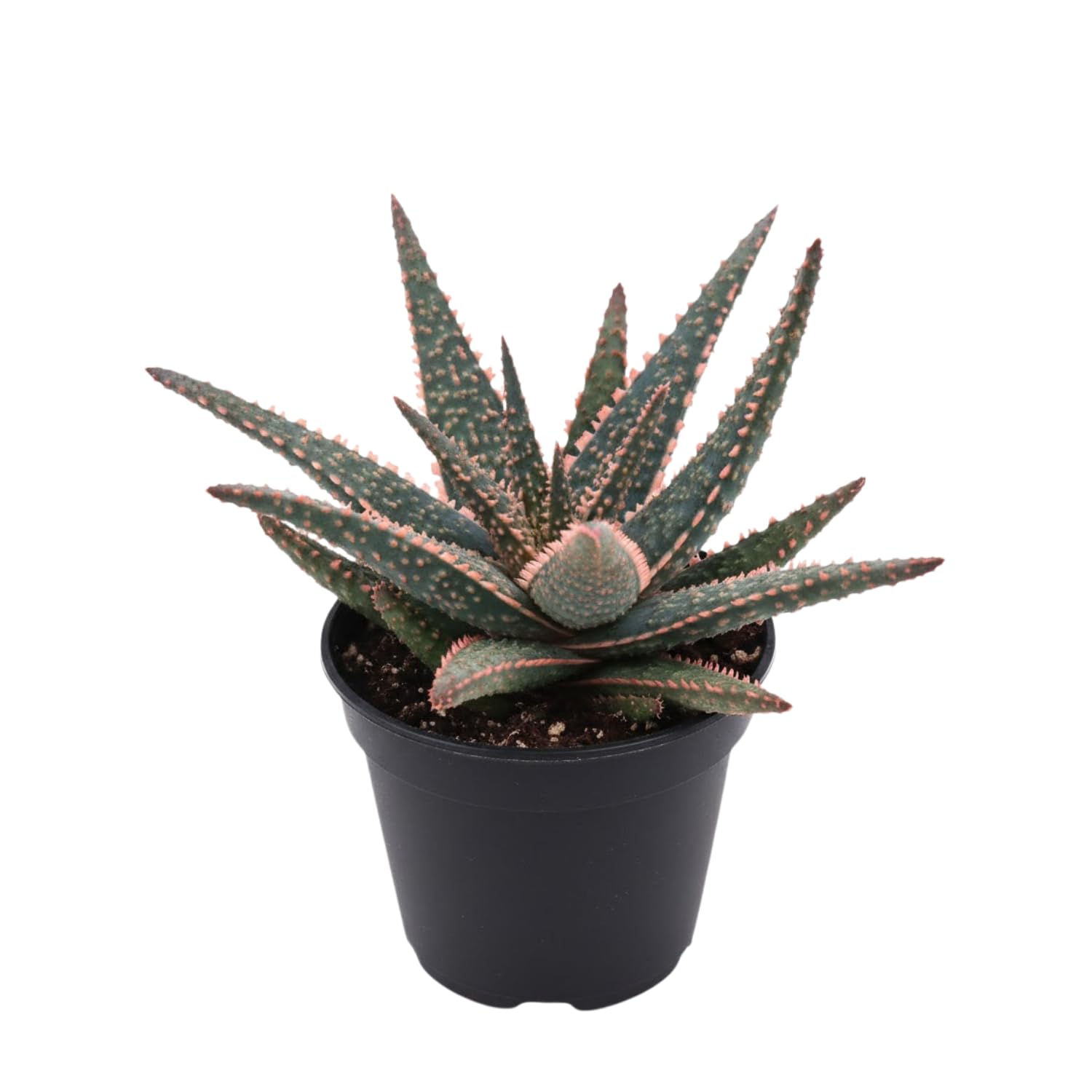 Live Aloe Purple Plant, 4 Inc Pot, Well-Rooted Succulent, Indoor Houseplant