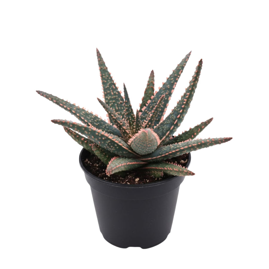 Live Aloe Purple Plant, 4 Inc Pot, Well-Rooted Succulent, Indoor Houseplant