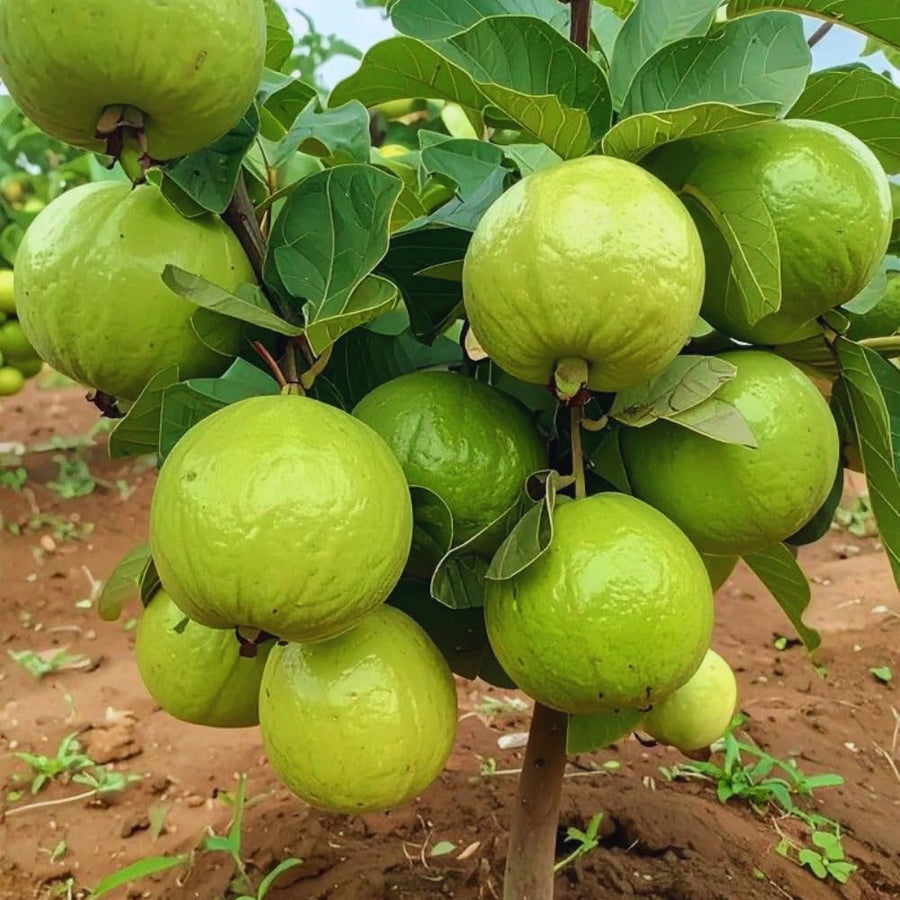 Pink Red Guava Tree Live Plant, 6 to 9 Inc, Guava Plant, Edible Home Garden Fruit Starter Plant