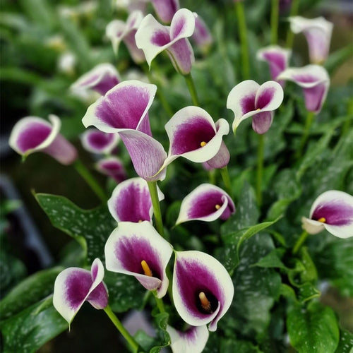 Set 3 White Purple Calla Lily Bulbs for Outdoor Planting, Ornamental Flowers for Patio Pots, Landscape Borders and Garden, Flower Bulbs for Growing