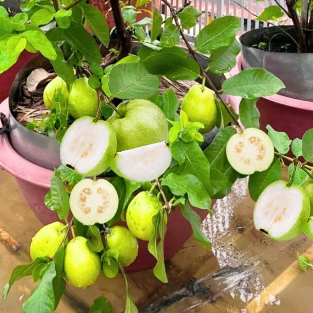 Sweet White Guava Tree Live Plant, Potted 8-10" in Tall Tropical Fruit Tree, Zones 9-11 for Outdoor Indoor Planting