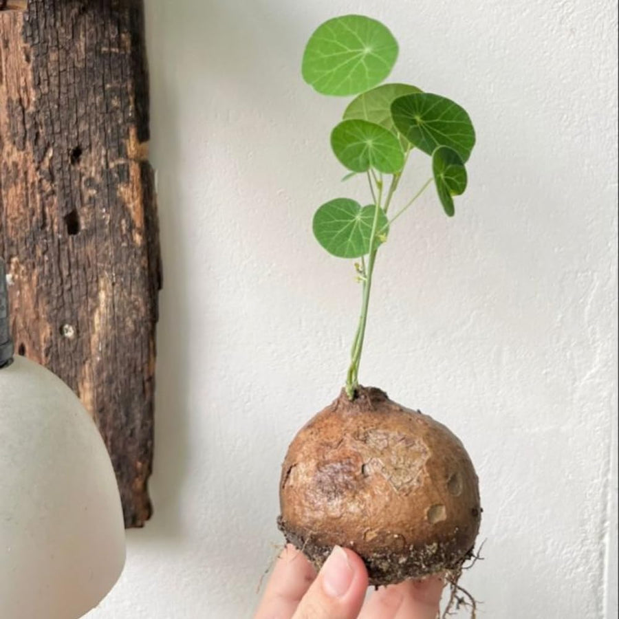 Stephania Cephalantha Bulb, Already Sprouts Size 3-3.5", Stephania Cephalantha Plant Rare Caudex Succulent Plants for Home Decor, Houseplant