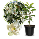 Sweetbay Magnolia Plant Live, 6-12 Inch Tall, Magnolia Tree in 2.5” Pot, Flowering Ornamental Tree