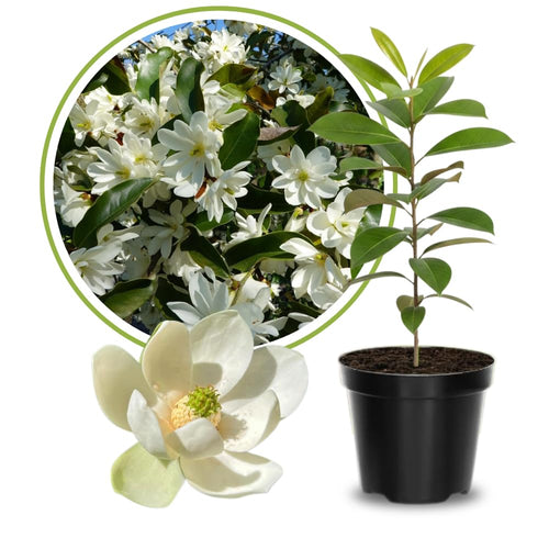 Sweetbay Magnolia Plant Live, 6-12 Inch Tall, Magnolia Tree in 2.5” Pot, Flowering Ornamental Tree