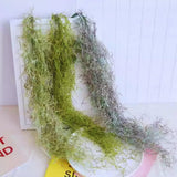 Spanish Moss Plant Live, Spanish Moss Tillandsia Air Plants Live Houseplants, 12 to 18 Inc Tall, Succulent Plants Live