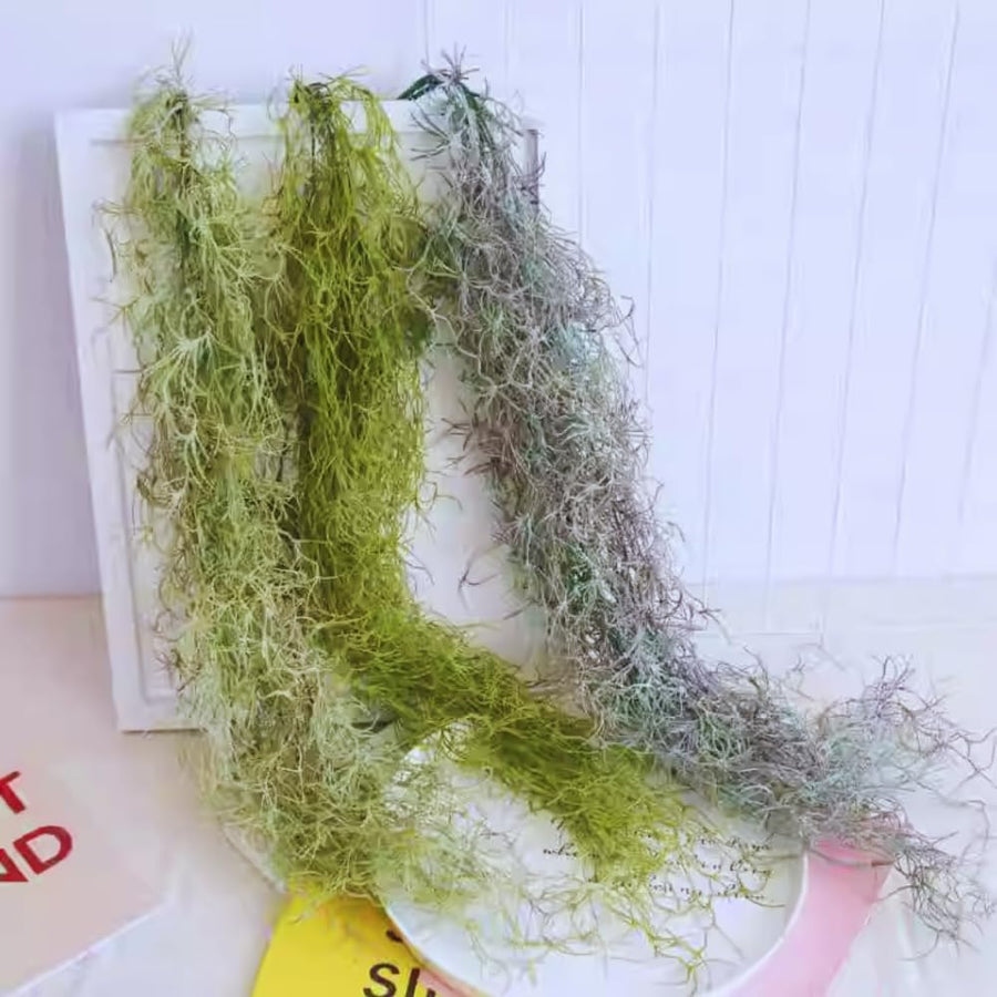Spanish Moss Plant Live, Spanish Moss Tillandsia Air Plants Live Houseplants, 12 to 18 Inc Tall, Succulent Plants Live