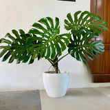2 Swiss Cheese Plants Live, Monstera Live Plants, Swiss Cheese Philodendron House Plants for Planting, Rare Leaf Monstera 4 to 6 Leaves (Monstera Deliciosa)