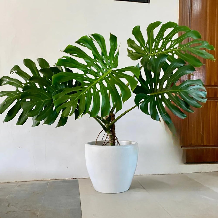 2 Swiss Cheese Plants Live, Monstera Live Plants, Swiss Cheese Philodendron House Plants for Planting, Rare Leaf Monstera 4 to 6 Leaves (Monstera Deliciosa)