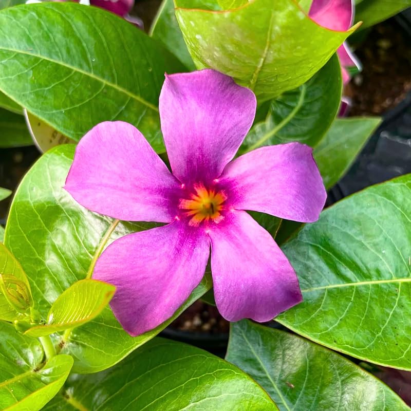 2 Blue Purple Mandevilla Live Plants, Mandevilla Flowering Vines Trellis, 4-9 Inch Tall Plants for Hanging Baskets, Container and Garden Growing