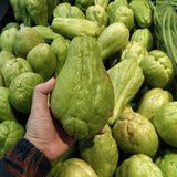 Green Chayote Squash Vine Live Plant, Edible Vegetable Plant, 8-10 Inches Tall for Garden Planting