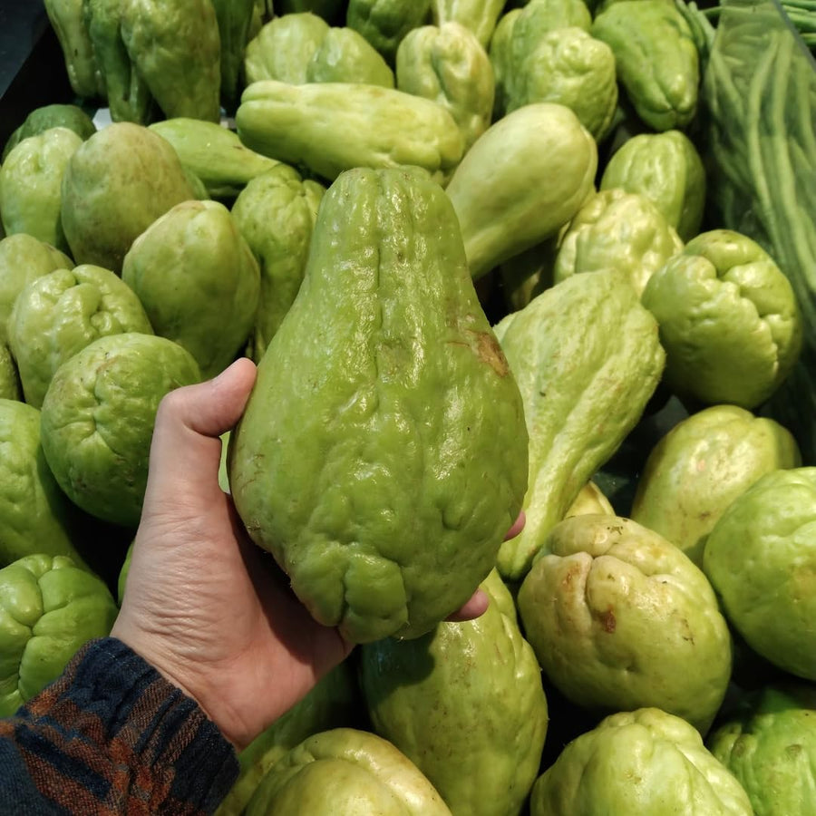 Green Chayote Squash Vine Live Plant, Edible Vegetable Plant, 8-10 Inches Tall for Garden Planting