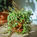 4 String of Turtles Live Plant Cuttings, Succulent Plants Live, String of Turtles Cutting