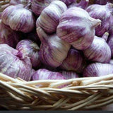 1 LB Jumbo Size Blue Music Garlic for Planting in Spring, Softneck Hardneck Garlic Bulbs for Planting, Fresh and High Yield, Cold Hardy, Fast-Growing, 5-6 Bulbs Garlic