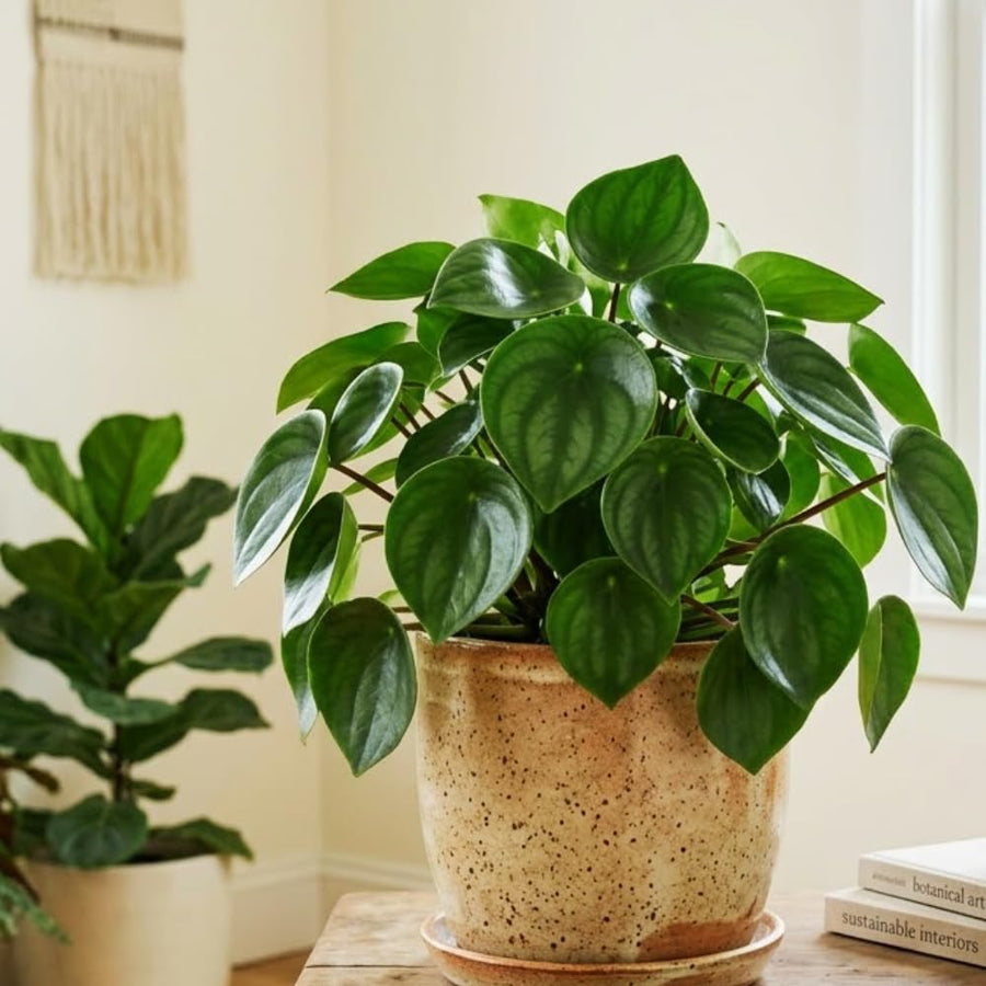 3 Mix Peperomia Plants Live, 4 to 6 Inc Tall, Peperomia Houseplant Live Plant for Gardening