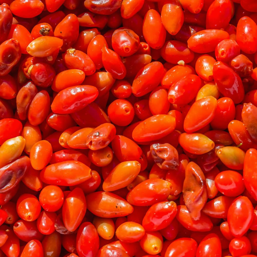 3 Red Goji Berry Plants Live, Goji Berry Tree Live Plant, 3-5'' Tall, Sweet Fruit Tree Gardening Outdoor Indoor, No Pot, Well Rooted