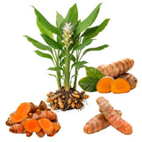 Set 10 Turmeric Root, Fresh Yellow Turmeric Roots, Curcuma Longa Ginger Roots for Planting or Culinary, Suited for Zones 8 to 11